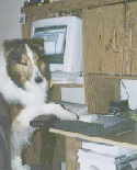 Sheltie on the net