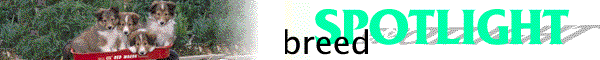 Breed Spotlight